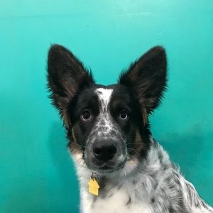 Meet your Posher, Alexis